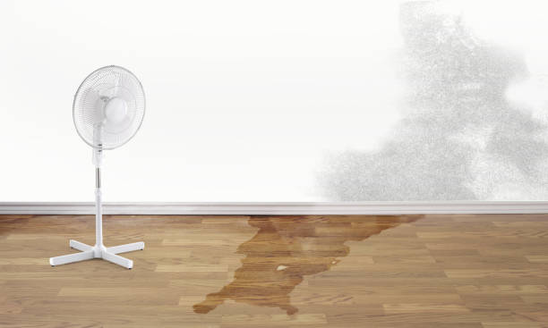 Best Flooded house restoration  in Magnolia, NJ