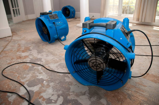 Best Mold removal after water damage  in Magnolia, NJ